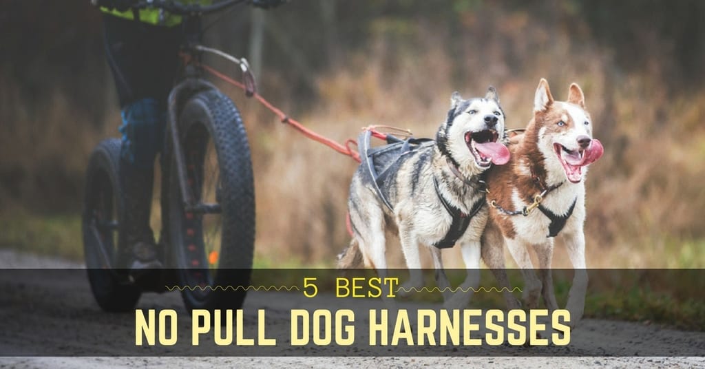 5-Best-No-Pull-Dog-Harness-1