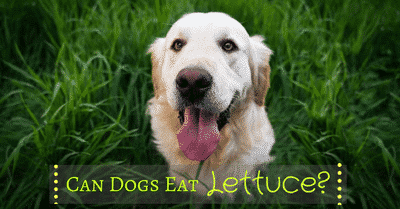 can-dogs-eat-lettuce-2