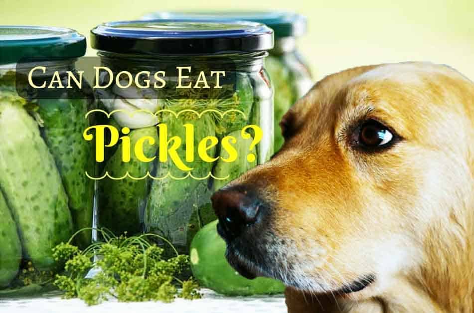 can-dogs-eat-pickles-7