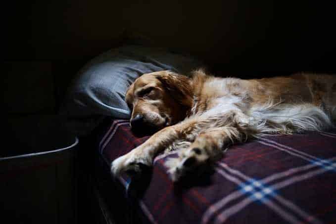 How-To-Put Dog-To-Sleep-Home-Remedies-2