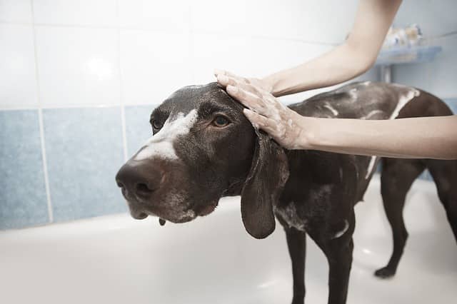 guide-dog-grooming (8)